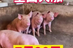 养猪网今日猪价,养猪市场动态解析
